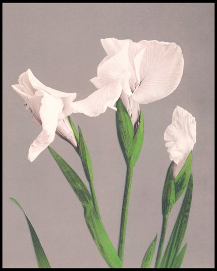 White Irises