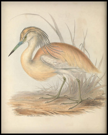 Ardea Comata Poster