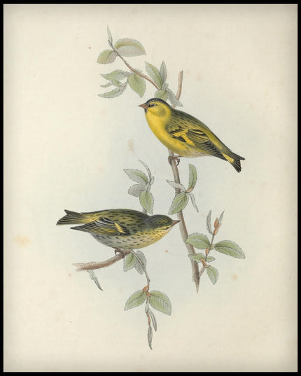 Carduelis Spinus Poster