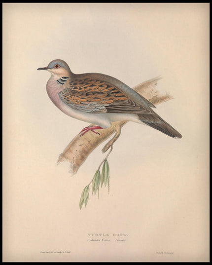 Columba Turtur Poster