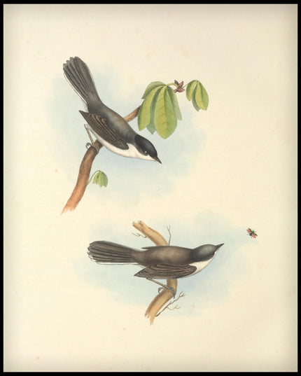 Curruca Melanocephala Poster