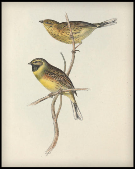 Emberiza Cirlus Poster