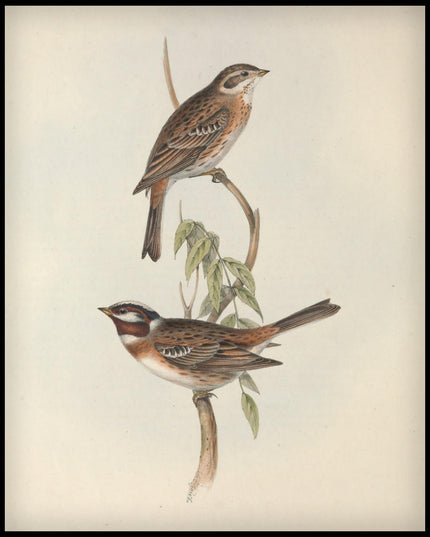 Emberiza Pithyornus Poster