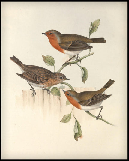 Erythaca Rubecula Poster