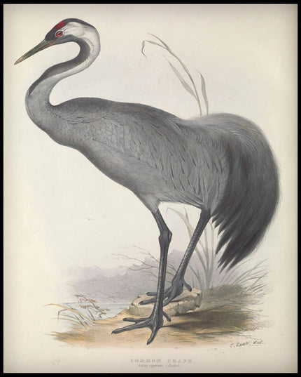 Grus Cinerea Poster