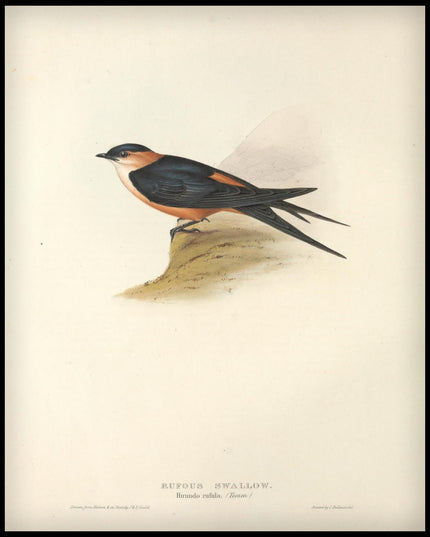 Hirundo Rufula Poster