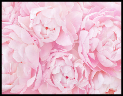 Ein Leinwandbild von zarten, rosa Blüten in voller Blüte.