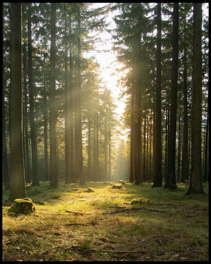 Leinwandbild von einer Lichtung im Wald mit hohen Nadelbäumen.