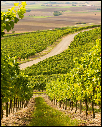 Leinwandbild von einer Straße, die durch hellgrüne Weinberge führt.