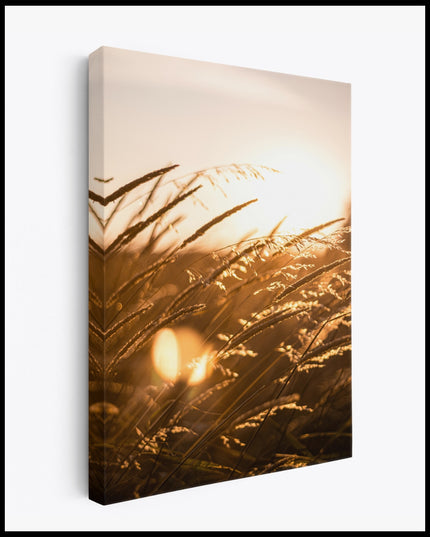 Grainfield Sunset Canvas