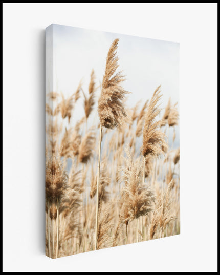 Dry Reed Canvas