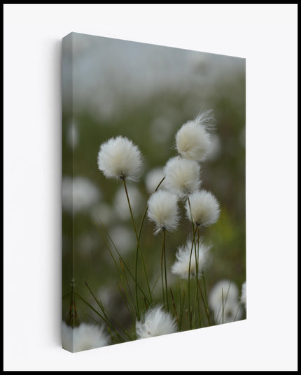 Cotton Grass in the Wind Canvas