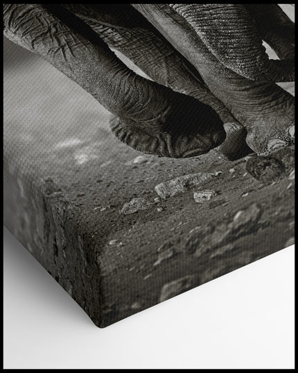 Black and White Elephant Canvas 