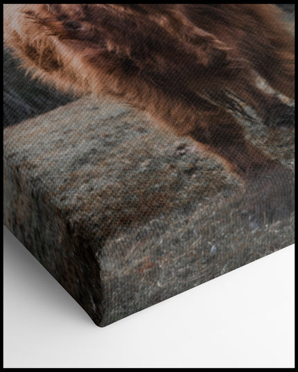 Highland Cattle Canvas