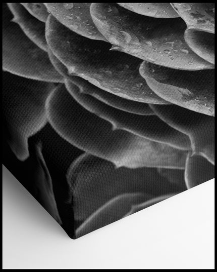 Black and White Succulent Canvas