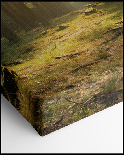 Forest Sunshine Canvas