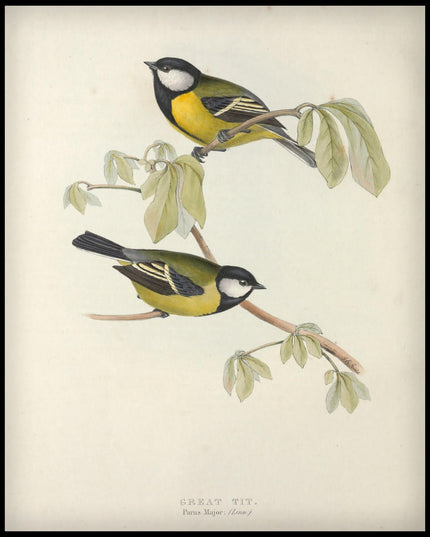 Parus Major Poster