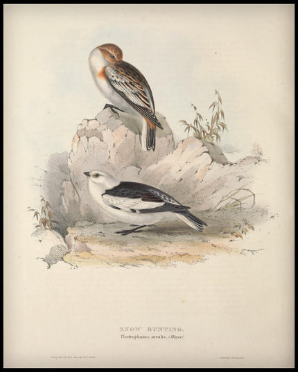 Plectrophanes Nivalis Poster