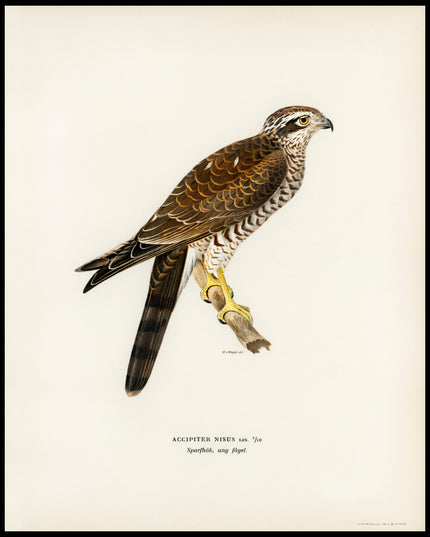 Accipiter Nisus Poster