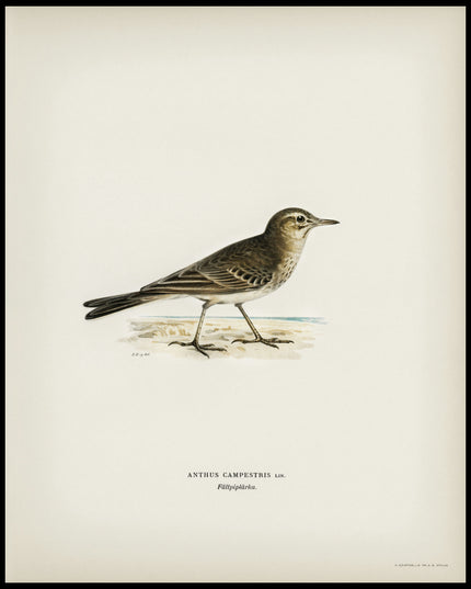 Anthus Campestris Poster