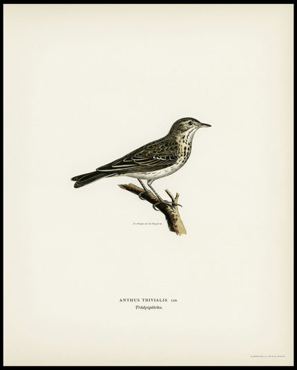 Anthus Trivialis Poster