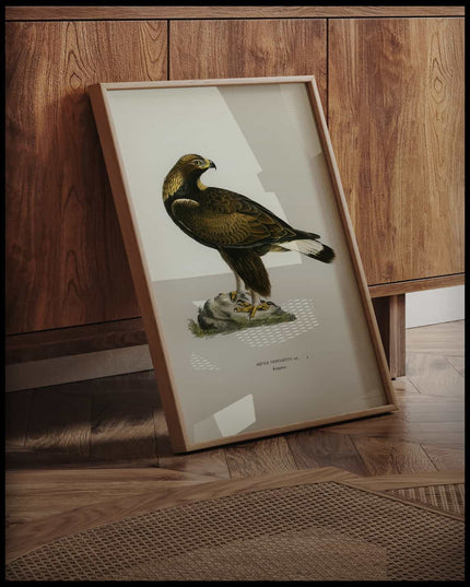 Aquila Chrysaetos Poster