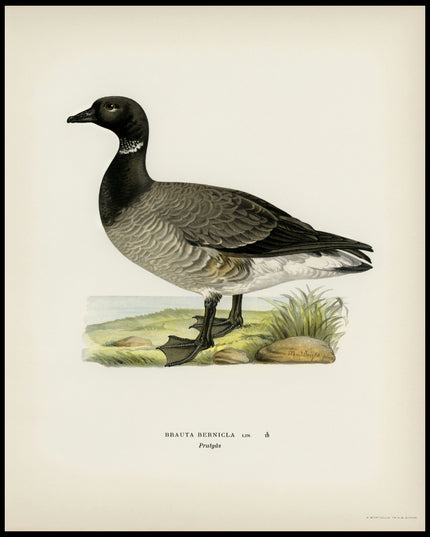 Branta Bernicla Poster