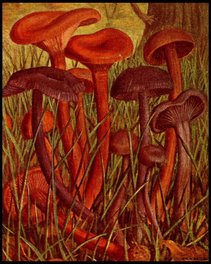 Clitocybe Laccata