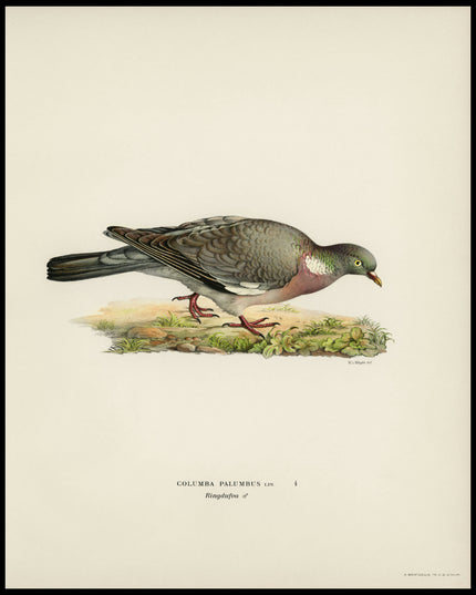 Columba Palumbus Poster