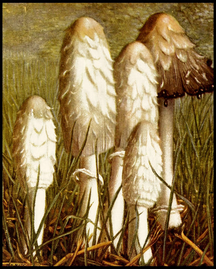 Coprinus Comatus