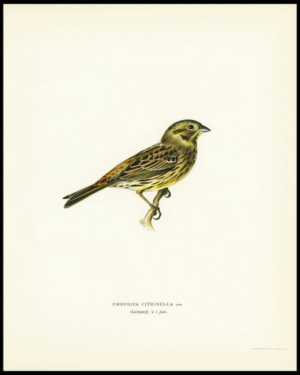 Emberiza Citrinella Poster