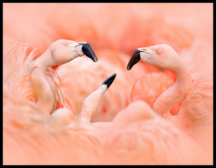 Ein Poster von drei Flamingos, die sich gegenüberstehen.