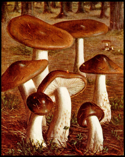 Hygrophorus Olivaceo Albus