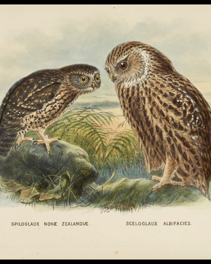 Spiloglaux Novae Zealandiae & Sceloglaux Albifacies