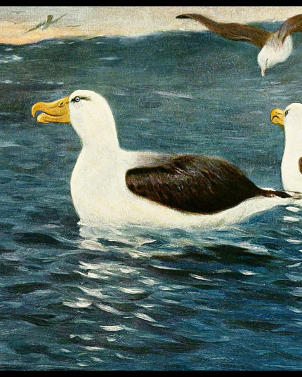 Albatross