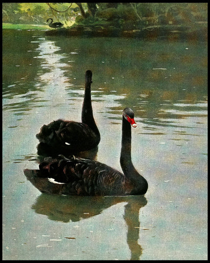 Black Swan