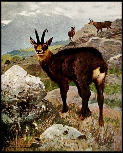 Chamois