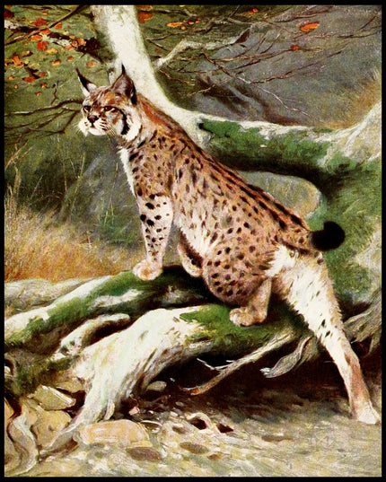 Lynx