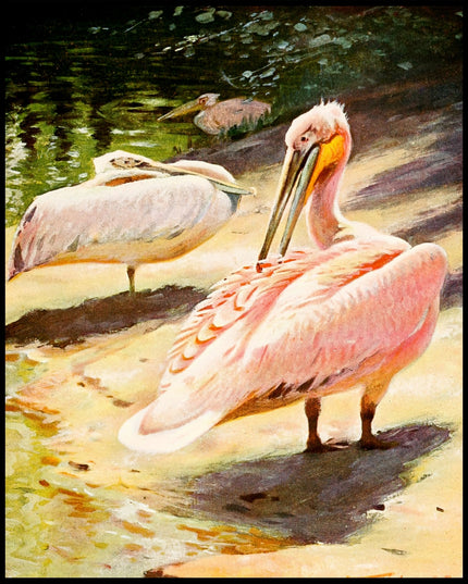 Pelican