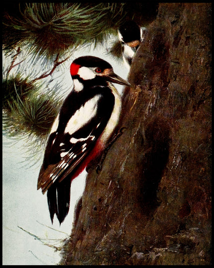 Spotted Woodpecker