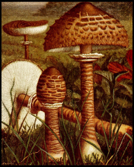 Lepiota Procera