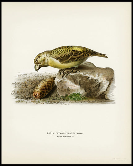 Loxia Pytyopsittacus Poster