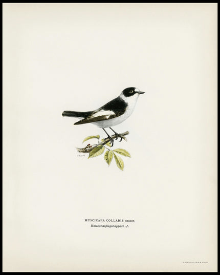 Muscicapa Collaris Poster