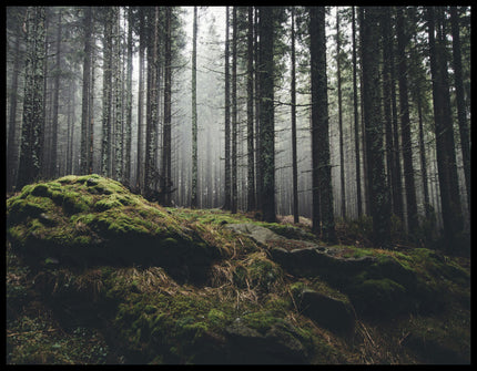 Ein Poster von einem nebeligen Wald mit moosbedeckten Steinen im Vordergrund.