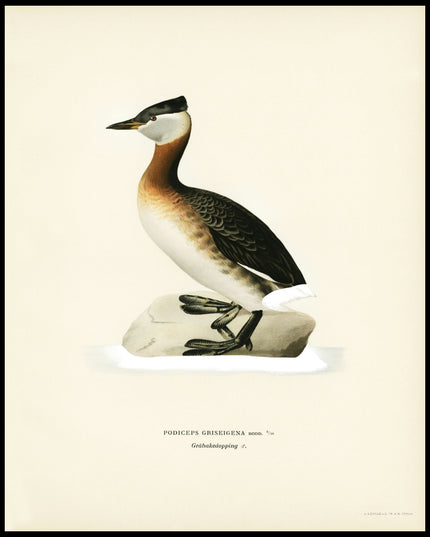 Odiceps Grisegena Poster