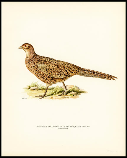 Phasianus Colchicus Poster