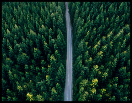 Ein Poster aus der Vogelperspektive von einer Straße die durch einen grünen Wald führt.