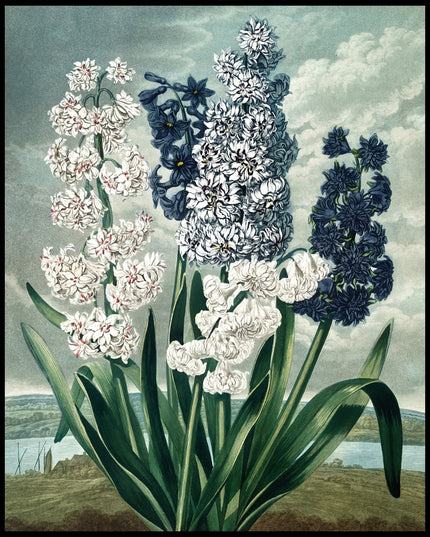 Hyacinths