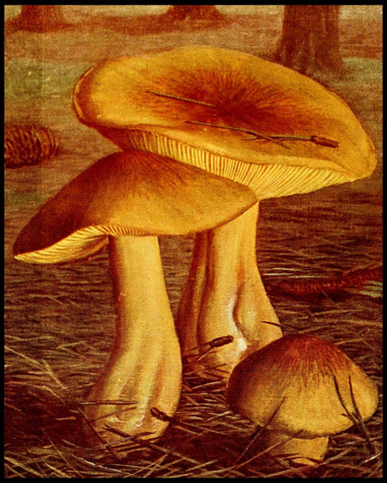 Tricholoma Equestre