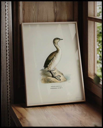 Podiceps Auritus Poster